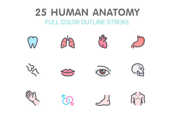 Human Anatomy Color Icon: A Designer’s Practical Review